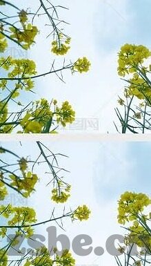 麻豆天天躁天天揉揉av-麻豆文化现象与网络内容创作的多元视角