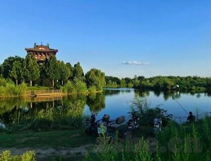 欧美大象视频在线播放-欧美大象视频，文化交流与自然奇观的线上邂逅