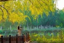 糖心app直播下载绿色-探索糖心app直播下载的绿色通道，安全与选择的平衡